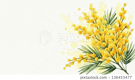 可愛的水彩含羞草花插畫 | 春日感恩/國際婦女節 136453477