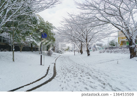 【千葉市,千葉縣】大弓野四季之路:白雪皚皚的“春之路” 【千葉市,千葉縣】大弓野四季之路:白雪皚皚的“春之路” 136453509