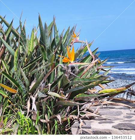 Strelitzia reginae, commonly known as the bird of paradise, showcases its vibrant orange and blue flowers among long, pointed green leaves 136453512