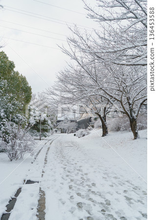 【千葉市，千葉縣】大弓野四季之路：白雪皚皚的“春之路” 136453588