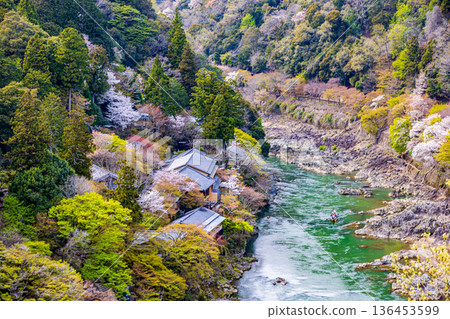 Cherry blossom scenery at Arashiyama Park, Kyoto Prefecture 136453599