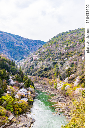Cherry blossom scenery at Arashiyama Park, Kyoto Prefecture Cherry blossom scenery at Arashiyama Park, Kyoto Prefecture 136453602