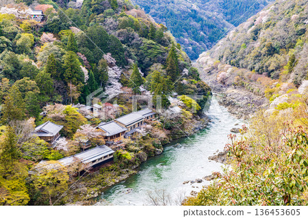 Cherry blossom scenery at Arashiyama Park, Kyoto Prefecture 136453605