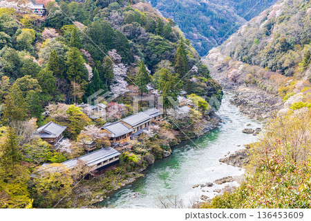京都府嵐山公園的櫻花美景 136453609