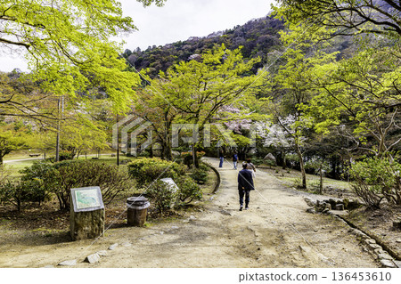 京都府嵐山公園的櫻花美景 136453610