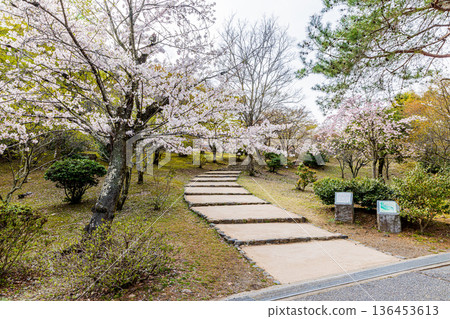 Cherry blossom scenery at Arashiyama Park, Kyoto Prefecture Cherry blossom scenery at Arashiyama Park, Kyoto Prefecture 136453613