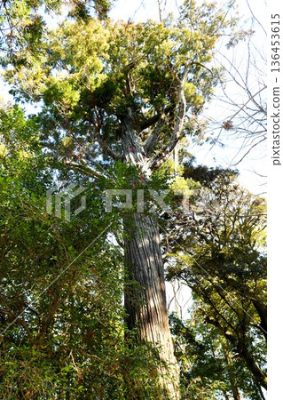 【三武市,神樹「加茂神社」大杉樹,被三武市指定為天然紀念物】 【三武市,神樹「加茂神社」大杉樹,被三武市指定為天然紀念物】 136453615