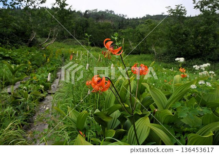 A view of a marshland of beautiful orange lilies blooming along a boardwalk at Shinshu Tsugaike Nature Park A view of a marshland of beautiful orange lilies blooming along a boardwalk at Shinshu Tsugaike Nature Park 136453617