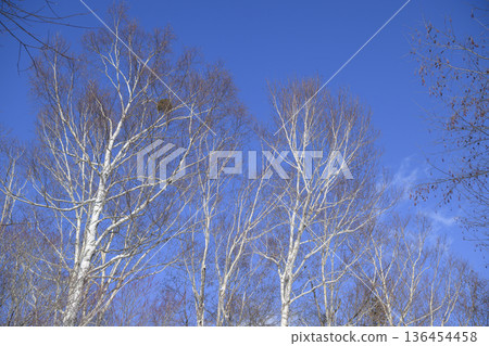 Winter birch forest and blue sky Winter birch forest and blue sky 136454458