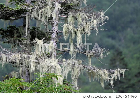 在信州栁池自然公園，可以看到一株美麗的松蘿垂掛在樹枝上。 136454460