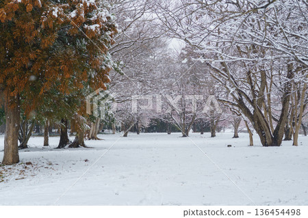 [Chiba City, Chiba Prefecture] Cherry blossoms and snow-covered scenery at Ariyoshi Kaizuka Park 136454498