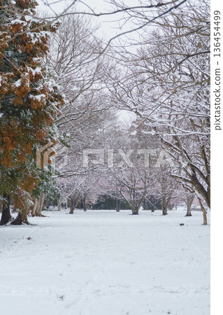 【千葉縣千葉市】有吉海塚公園的櫻花與雪景 【千葉縣千葉市】有吉海塚公園的櫻花與雪景 136454499