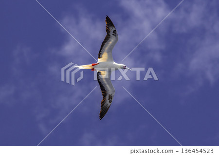 Albatross Albatross 136454523