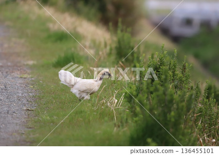 一隻絲毛雞叼著一條蚯蚓 一隻絲毛雞叼著一條蚯蚓 136455101