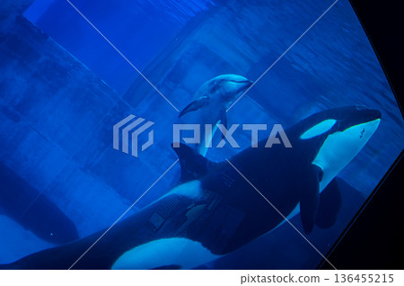 名古屋港水族館，愛知縣名古屋市 136455215