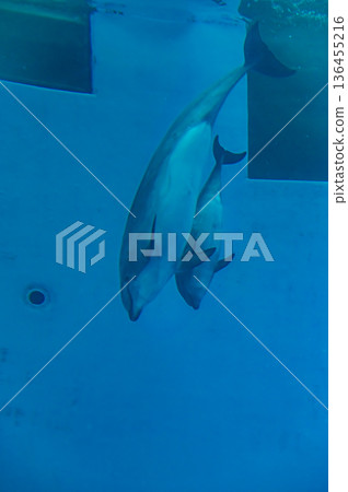 Nagoya Port Aquarium, Nagoya City, Aichi Prefecture 136455216