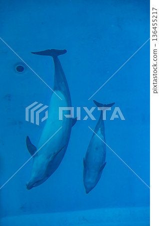 名古屋港水族館,愛知縣名古屋市 名古屋港水族館,愛知縣名古屋市 136455217