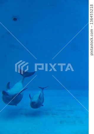 Nagoya Port Aquarium, Nagoya City, Aichi Prefecture 136455218
