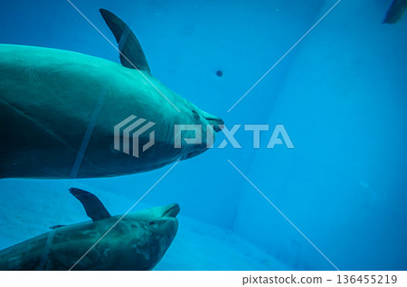 名古屋港水族館，愛知縣名古屋市 136455219