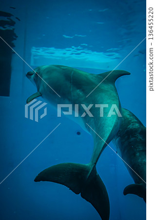 名古屋港水族館，愛知縣名古屋市 136455220