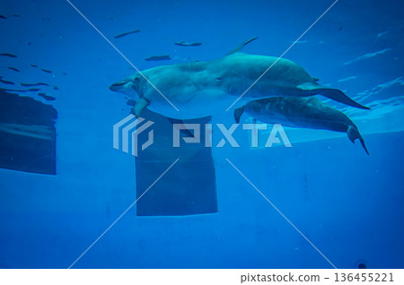 名古屋港水族館,愛知縣名古屋市 名古屋港水族館,愛知縣名古屋市 136455221