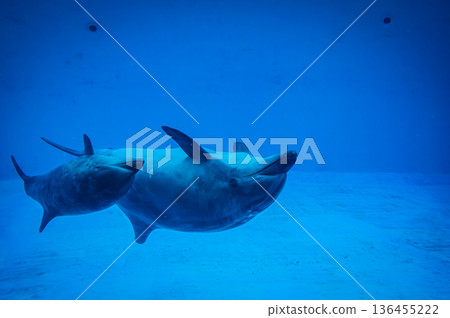 名古屋港水族館，愛知縣名古屋市 136455222