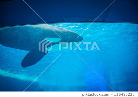 名古屋港公共水族館，愛知縣名古屋市 136455223