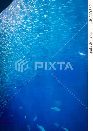 Nagoya Port Aquarium, Nagoya City, Aichi Prefecture 136455224