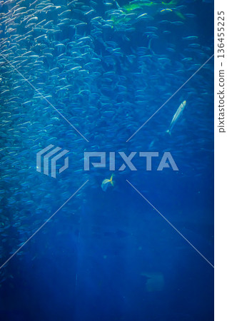 Nagoya Port Aquarium, Nagoya City, Aichi Prefecture 136455225