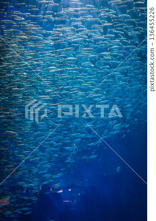 Nagoya Port Aquarium, Nagoya City, Aichi Prefecture 136455226