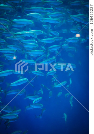 名古屋港水族館,愛知縣名古屋市 名古屋港水族館,愛知縣名古屋市 136455227