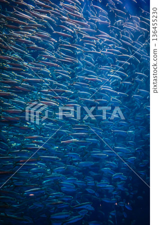 Nagoya Port Aquarium, Nagoya City, Aichi Prefecture 136455230