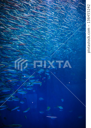 名古屋港水族館，愛知縣名古屋市 136455242