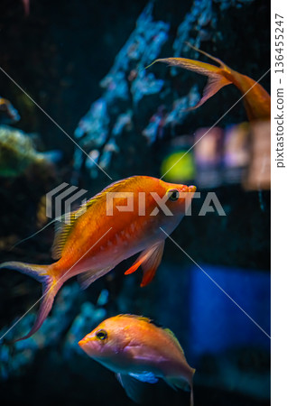 Nagoya Port Aquarium, Nagoya City, Aichi Prefecture 136455247