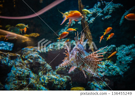 名古屋港水族館,愛知縣名古屋市 名古屋港水族館,愛知縣名古屋市 136455249