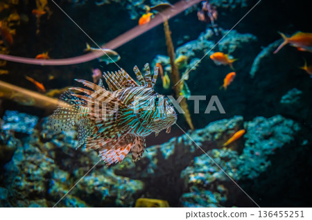 Nagoya Port Aquarium, Nagoya City, Aichi Prefecture 136455251