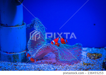 Nagoya Port Aquarium, Nagoya City, Aichi Prefecture Nagoya Port Aquarium, Nagoya City, Aichi Prefecture 136455253