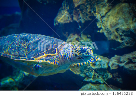 Nagoya Port Aquarium, Nagoya City, Aichi Prefecture Nagoya Port Aquarium, Nagoya City, Aichi Prefecture 136455258