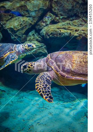 Nagoya Port Aquarium, Nagoya City, Aichi Prefecture 136455260