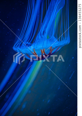 名古屋港水族館，愛知縣名古屋市 136455275