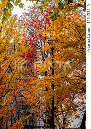 Sapporo Factory and autumn leaves in autumn, Sapporo, Hokkaido 136455340