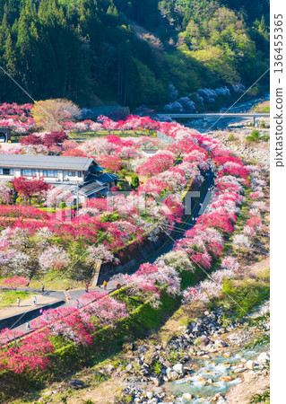 Hanamo no Sato 136455365