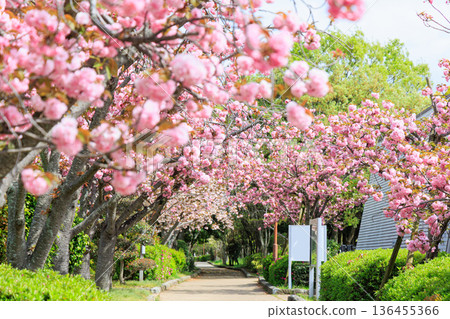 Double cherry blossoms in full bloom along the promenade Double cherry blossoms in full bloom along the promenade 136455366
