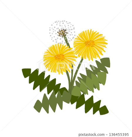 蒲公英花和絨毛 136455395