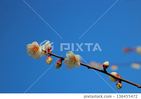 White plum blossoms [blue sky background] 136455472