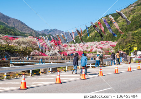 花桃之裡(花桃節) 花桃之裡(花桃節) 136455494
