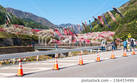 Hanamomo no Sato (Hanamomo Festival) 136455499