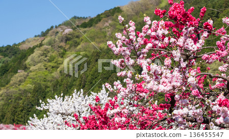 花開的桃樹（位於花開桃樹村） 136455547