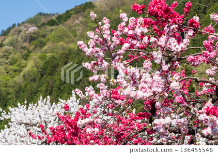 花開的桃樹（位於花開桃樹村） 136455548