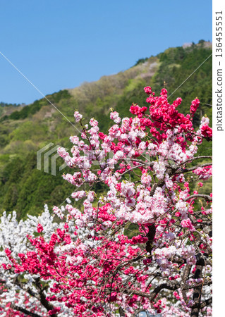 Flowering peach (at Flowering Peach Village) Flowering peach (at Flowering Peach Village) 136455551